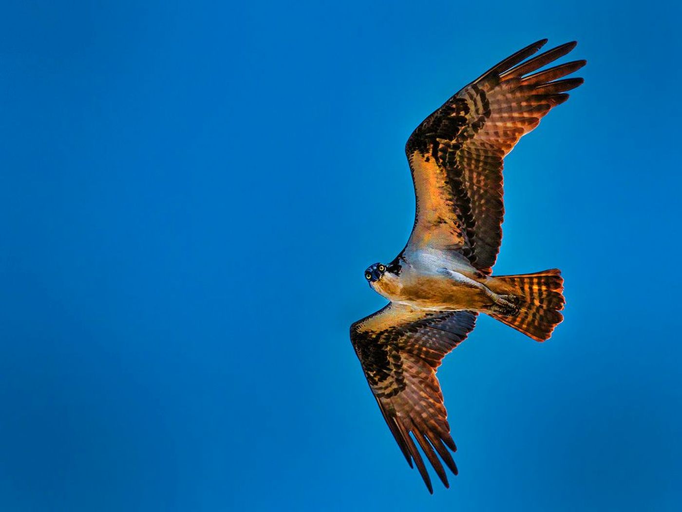 Angry Osprey